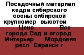 Посадочный материал кедра сибирского (сосны сибирской) крупномер, высотой 3-3.5  › Цена ­ 19 800 - Все города Сад и огород » Интерьер   . Мордовия респ.,Саранск г.